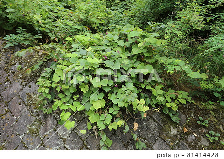 真夏に甘い香りをさせ 紫の花を咲かせる クズの写真素材