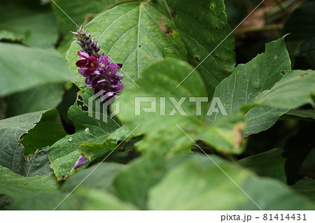 真夏に甘い香りをさせ 紫の花を咲かせる クズの写真素材