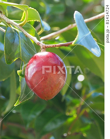 ツバキ（実） 81414724