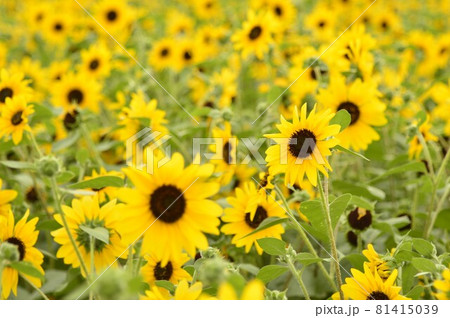 満開のひまわり畑 満開のひまわり畑 81415039