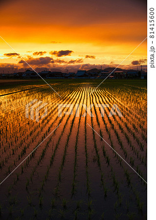 夕焼け色の田園風景 夕焼け色の田園風景 81415600