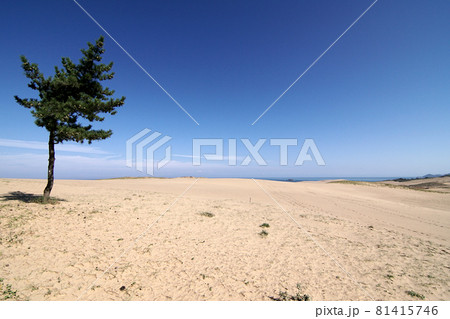 鳥取 四季の散歩 秋 砂丘 鳥取 四季の散歩 秋 砂丘 81415746