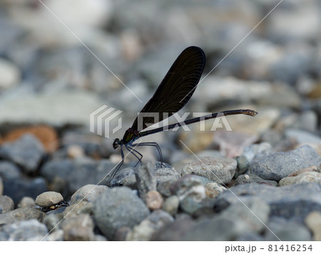 ハグロトンボの雌 81416254