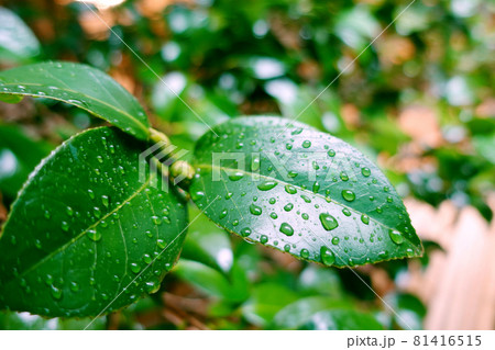 Leaf (rain) of the camellia 81416515