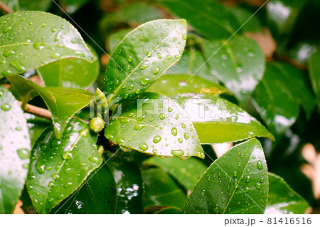 Leaf (rain) of the camellia Leaf (rain) of the camellia 81416516
