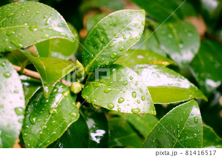 Leaf (rain) of the camellia Leaf (rain) of the camellia 81416517