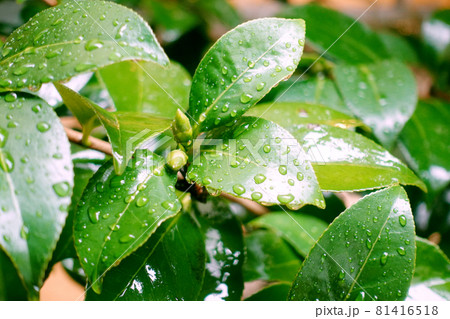 Leaf (rain) of the camellia Leaf (rain) of the camellia 81416518
