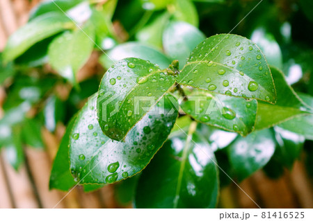 Leaf (rain) of the camellia Leaf (rain) of the camellia 81416525