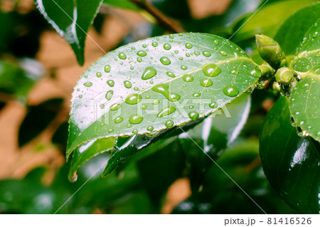Leaf (rain) of the camellia Leaf (rain) of the camellia 81416526