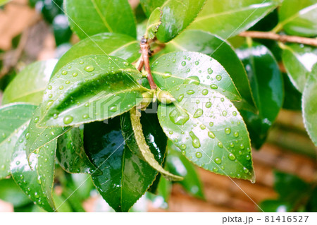 Leaf (rain) of the camellia Leaf (rain) of the camellia 81416527