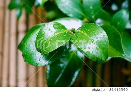 Leaf (rain) of the camellia Leaf (rain) of the camellia 81416540