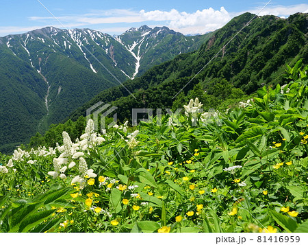 種池山荘から針ノ木岳と雪渓　 81416959