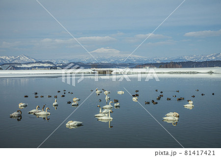 冬の野々村池 81417421