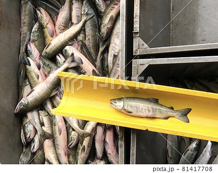 【北海道】秋鮭の水揚げ(北海道ウトロ漁港) 【北海道】秋鮭の水揚げ(北海道ウトロ漁港) 81417708