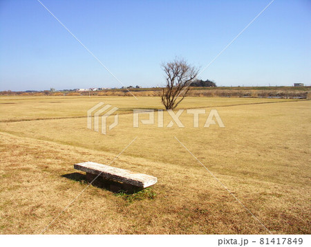 ベンチと枯れ木のある冬の江戸川河川敷風景 ベンチと枯れ木のある冬の江戸川河川敷風景 81417849