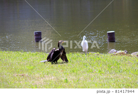 集団でコロニーを作るウ科の水鳥カワウの写真素材