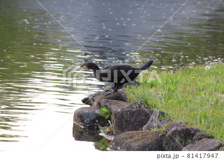 集団でコロニーを作るウ科の水鳥カワウの写真素材