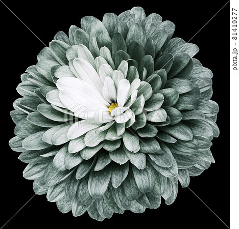 green flower chrysanthemum on the black isolated background with clipping path. Closeup. Nature. green flower chrysanthemum on the black isolated background with clipping path. Closeup. Nature. 81419277