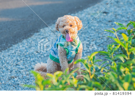茶畑と犬 81419394