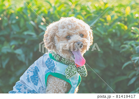 茶畑と犬 茶畑と犬 81419417
