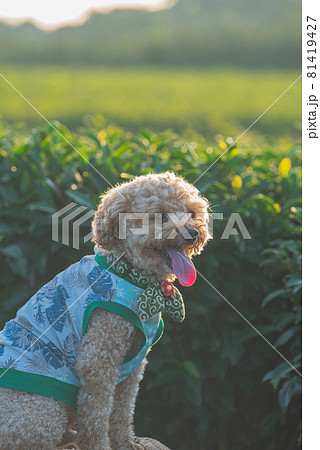 茶畑と犬 81419427