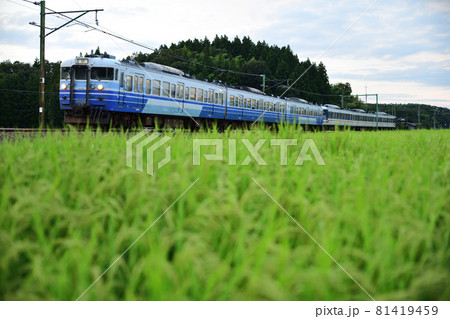 夕暮れの田んぼのカーブを通過する越後線115系電車 6両編成 夕暮れの田んぼのカーブを通過する越後線115系電車 6両編成 81419459