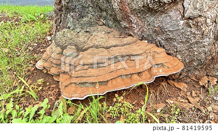 大きなサルノコシカケのクローズアップの写真素材 [81419595] - PIXTA