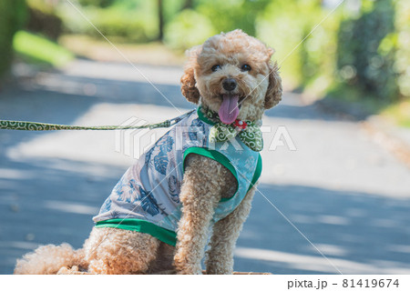 公園で犬と散歩 81419674