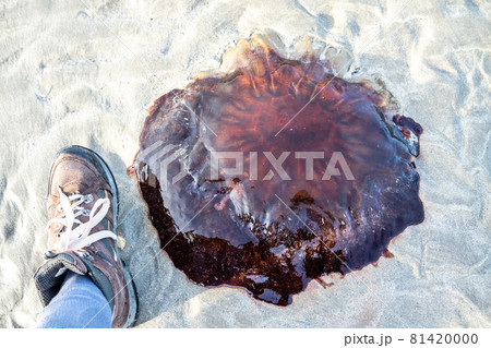 A very large Lions Mane Jellyfish - Cyanea Capillata - stranded on the beach A very large Lions Mane Jellyfish - Cyanea Capillata - stranded on the beach 81420000