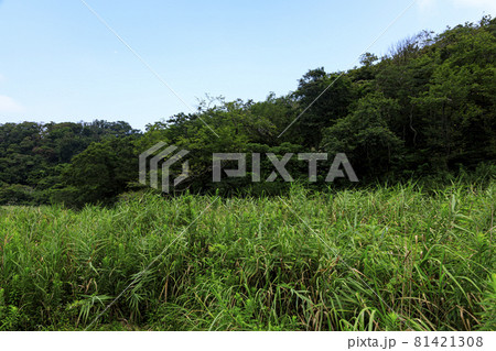 小網代の森（夏） 81421308