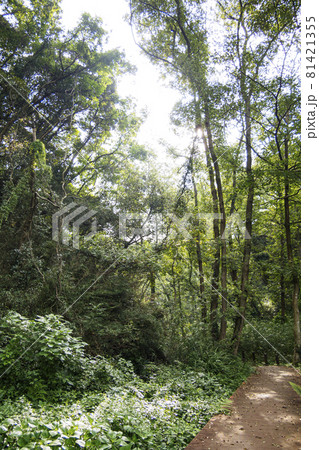 小網代の森（夏） 81421355
