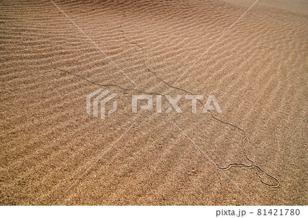 鳥取　四季の散歩　秋　砂丘 81421780