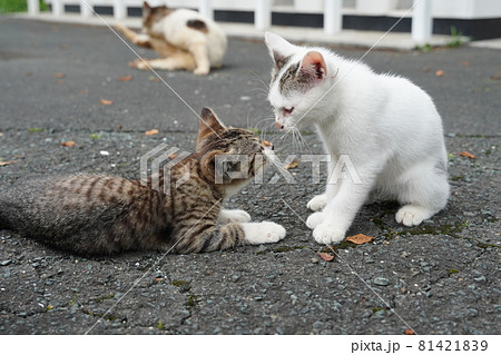 蒸し暑い日でも可愛い野良猫の子猫は元気に遊ぶ 81421839