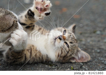蒸し暑い日でも可愛い野良猫の子猫は元気に遊ぶ 81421860