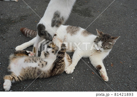 蒸し暑い日でも可愛い野良猫の子猫は元気に遊ぶ 81421893