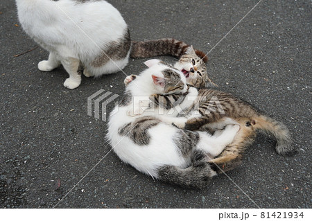 蒸し暑い日でも可愛い野良猫の子猫は元気に遊ぶ 81421934