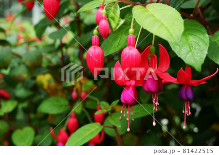 美しいフクシアの花 ツリウキソウ ピンク 紫の花 81422515
