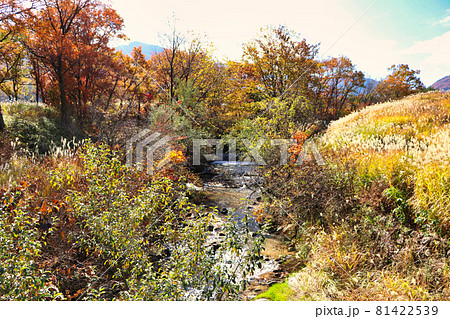 タデ原湿原自然研究路　秋のくじゅう連山とすすき 81422539