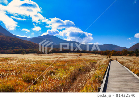 タデ原湿原自然研究路 秋のくじゅう連山とすすき タデ原湿原自然研究路 秋のくじゅう連山とすすき 81422540