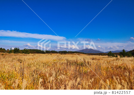 タデ原湿原自然研究路　秋のくじゅう連山とすすき 81422557