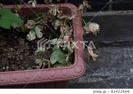 自然・植物・枯れた花 81422606