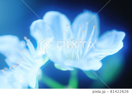 秋の季節外れにわが家の庭に咲いたスモモの花 秋の季節外れにわが家の庭に咲いたスモモの花 81422626