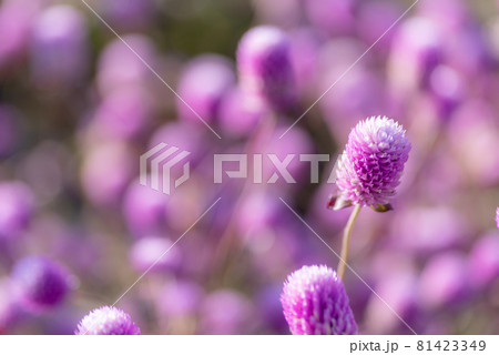 ピンクのお花畑 千日紅 ピンクのお花畑 千日紅 81423349