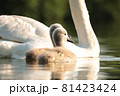 Family of swans on the lake during sunset 81423424