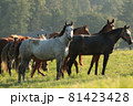 Mares in the pasture on a sunny morning 81423428
