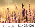 Sunrise over the meadow on a foggy summer weather 81423429