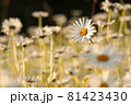 Daisy on a spring meadow at sunrise 81423430