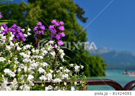 フランス・アヌシー湖畔に咲く花、2021年7月29日撮影 フランス・アヌシー湖畔に咲く花、2021年7月29日撮影 81424093