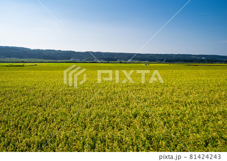 収穫前の黄色く染まる水田(田んぼ・農地コメイメージ) 収穫前の黄色く染まる水田(田んぼ・農地コメイメージ) 81424243