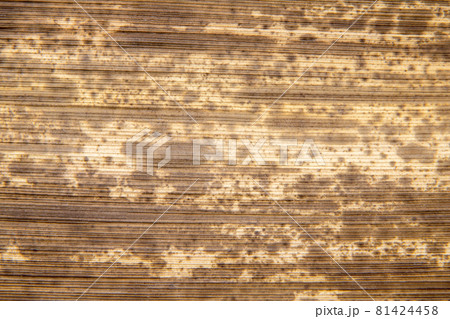 背景素材 竹の皮の模様 裏面 背景素材 竹の皮の模様 裏面 81424458